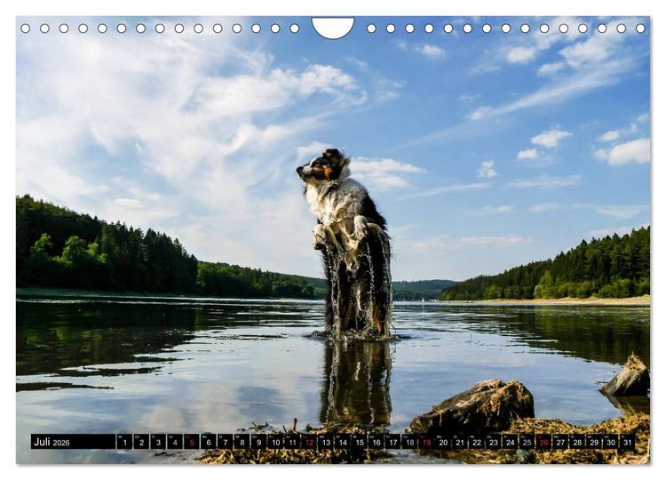 Produktbild: Australian Shepherd - Lebensfreude auf vier Pfoten (Wandkalender 2026 DIN A4 quer), CALVENDO Monatskalender