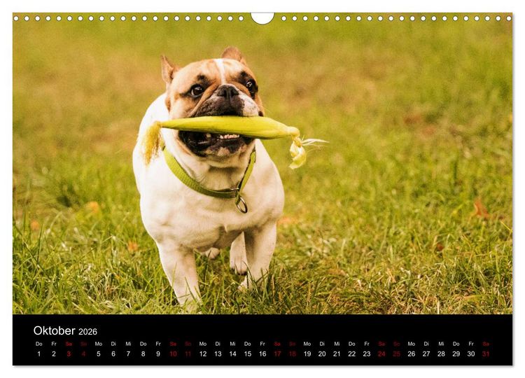 Produktbild: Franz&ouml;sische Bulldoggen - Schutzengel auf 4 Pfoten (Wandkalender 2026 DIN A3 quer), CALVENDO Monatskalender