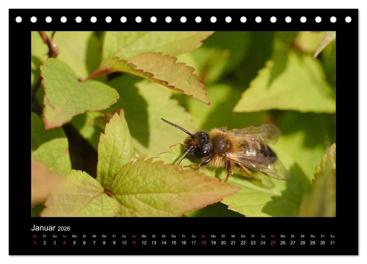 Produktbild: Die Wildbienen Deutschlands (Tischkalender 2026 DIN A5 quer), CALVENDO Monatskalender