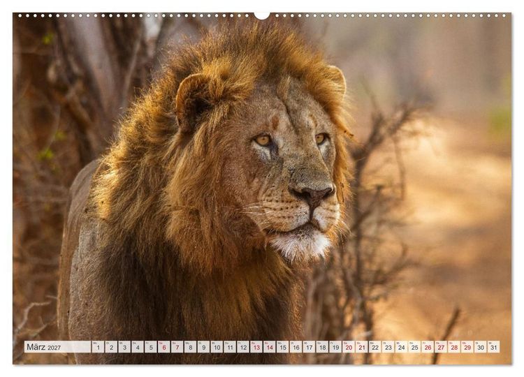 Produktbild: Afrikas Tierwelt - L&ouml;wen (Wandkalender 2027 DIN A2 quer), CALVENDO Monatskalender