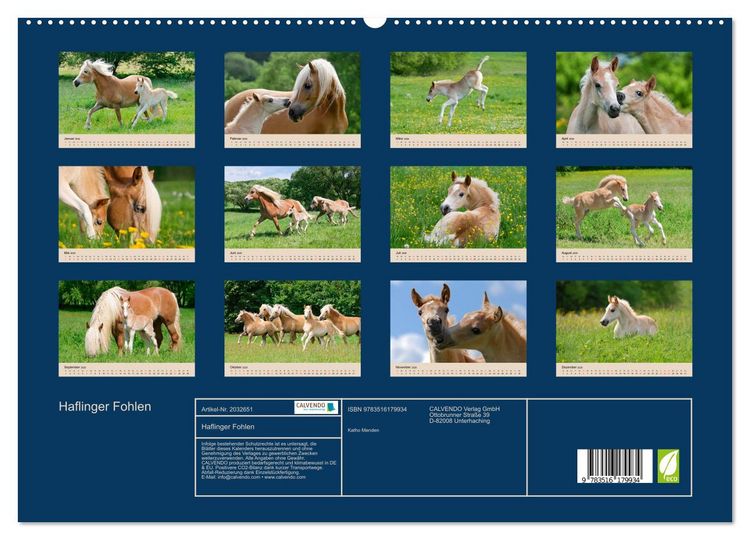 Produktbild: Haflinger Fohlen (hochwertiger Premium Wandkalender 2026 DIN A2 quer), Kunstdruck in Hochglanz