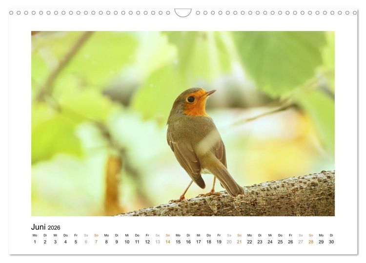 Produktbild: Zauberhafte Rotkehlchen (Wandkalender 2026 DIN A3 quer), CALVENDO Monatskalender