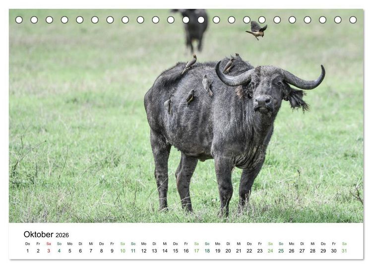 Produktbild: B&uuml;ffel - wild und sch&ouml;n (Tischkalender 2026 DIN A5 quer), CALVENDO Monatskalender