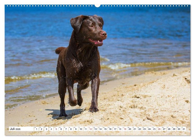 Produktbild: Labrador Retriever - Freunde f&uuml;r&acute;s Leben (hochwertiger Premium Wandkalender 2026 DIN A2 quer), Kunstdruck in Hochglanz
