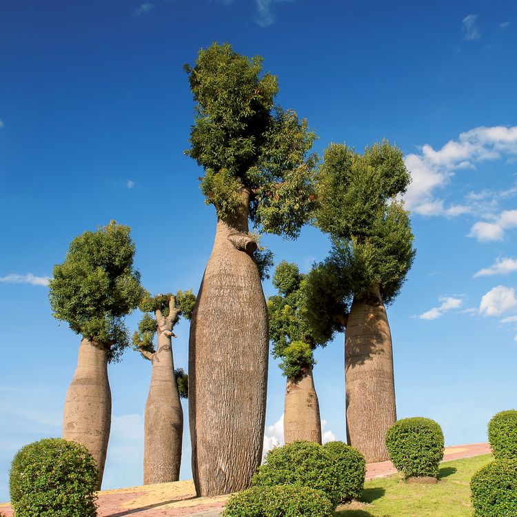 Produktbild: Trees 2027