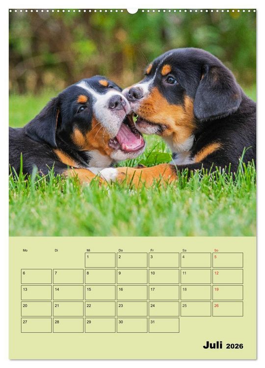 Produktbild: Familienplaner Gro&szlig;er Schweizer Sennenhund (Wandkalender 2026 DIN A2 hoch), CALVENDO Monatskalender
