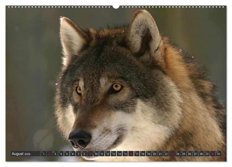 Produktbild: W&ouml;lfe. Graue Eminenzen (hochwertiger Premium Wandkalender 2026 DIN A2 quer), Kunstdruck in Hochglanz
