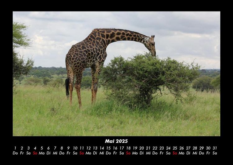 Produktbild: Giraffen 2025 Fotokalender DIN A3