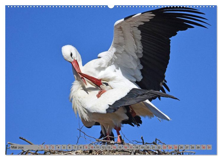 Produktbild: Zu Gast bei Familie Storch (Wandkalender 2026 DIN A2 quer), CALVENDO Monatskalender