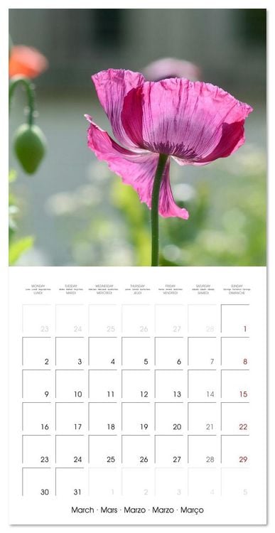 Produktbild: ENCHANTING FLOWERS (Wall Calendar 2026 12 &times; 12 Inch) CALVENDO 12 Month Wall Calendar