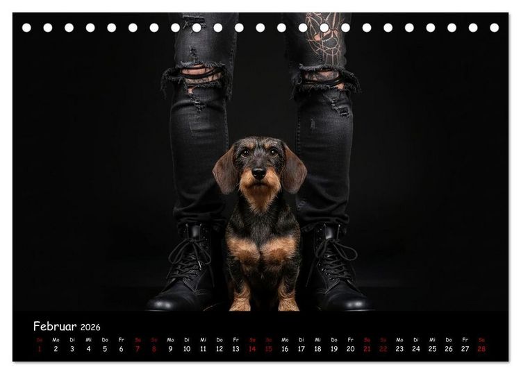 Produktbild: Coole Typen - Rauhaardackel (Tischkalender 2026 DIN A5 quer), CALVENDO Monatskalender