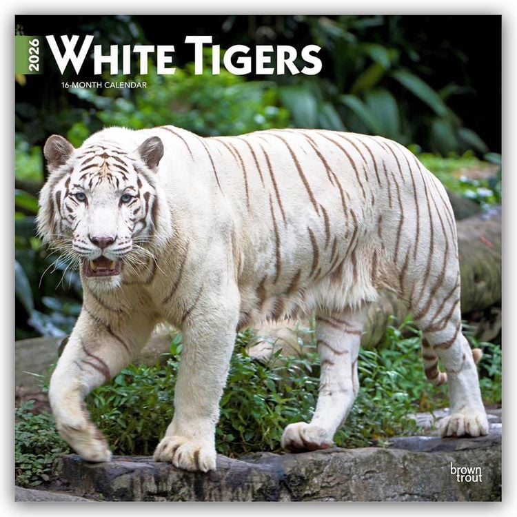 Produktbild: White Tigers – Weiße Tiger 2026 – 16-Monatskalender