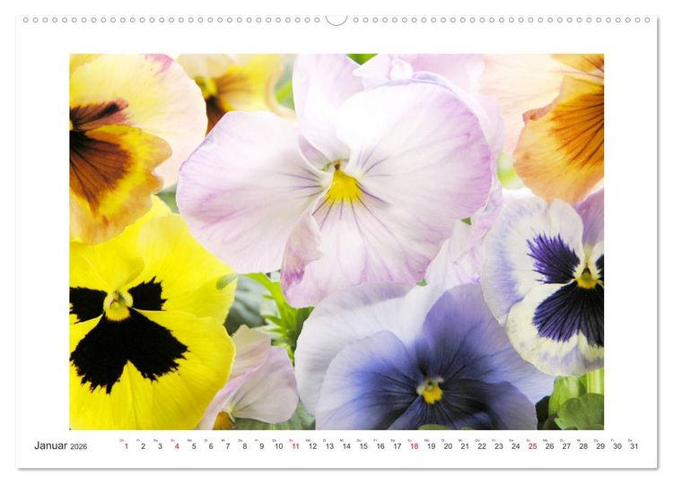 Produktbild: Veilchengew&auml;chse - Stiefm&uuml;tterchen und Hornveilchen (Wandkalender 2026 DIN A2 quer), CALVENDO Monatskalender