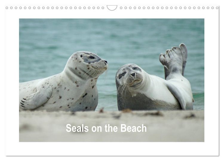 Produktbild: Seals on the Beach (Wall Calendar 2026 DIN A3 landscape), CALVENDO 12 Month Wall Calendar