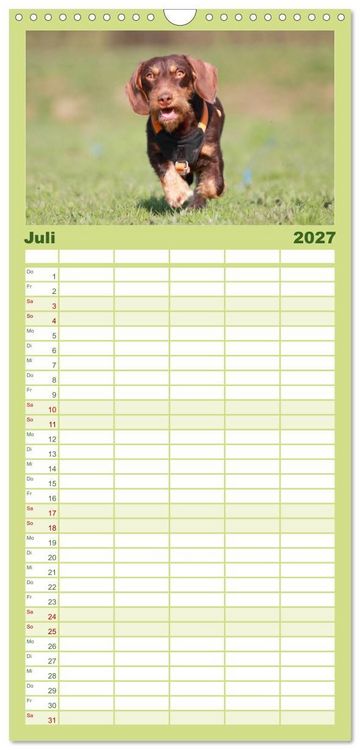 Produktbild: Familienplaner 2027 - Liebenswerte Rabauken - Rauhaardackel mit 5 Spalten (Wandkalender, 21 x 45 cm) CALVENDO