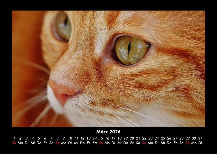 Produktbild: F&uuml;r Katzenfreunde 2026 Fotokalender DIN A3