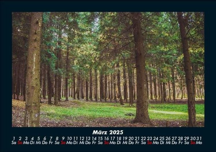 Produktbild: B&auml;ume 2025 Fotokalender DIN A5