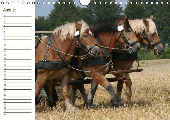 Produktbild: Der Pferde-Geburtstagskalender (Wandkalender immerw&auml;hrend DIN A4 quer)
