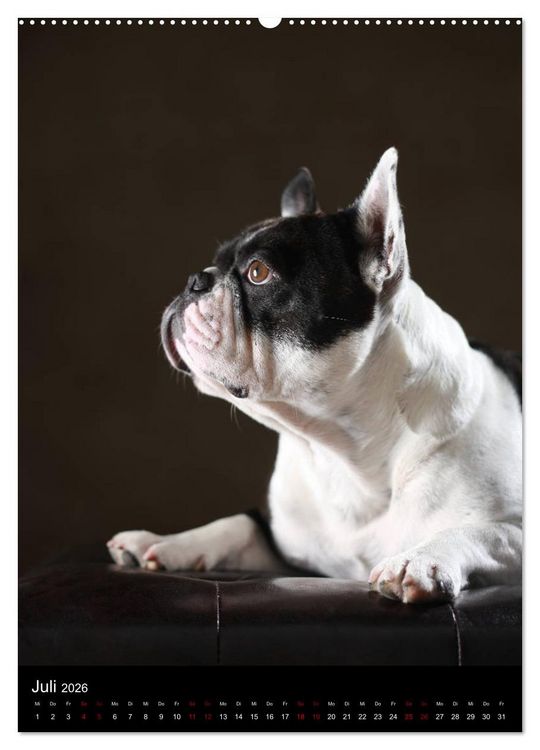 Produktbild: Bullys mit Charme - Franz&ouml;sische Bulldoggen im Portrait (hochwertiger Premium Wandkalender 2026 DIN A2 hoch), Kunstdruck in Hochglanz