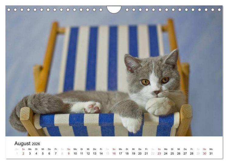 Produktbild: Briten B&auml;rchen &ndash; Britsch Kurzhaar 2026 (Wandkalender 2026 DIN A4 quer), CALVENDO Monatskalender