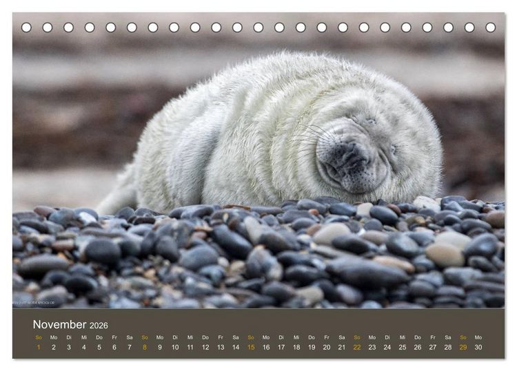 Produktbild: Robben auf der Helgol&auml;nder D&uuml;ne (Tischkalender 2026 DIN A5 quer), CALVENDO Monatskalender