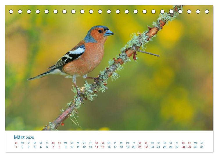 Produktbild: Singv&ouml;gel - 12 Arten im Garten (Tischkalender 2026 DIN A5 quer), CALVENDO Monatskalender
