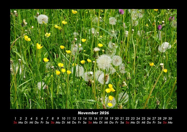 Produktbild: Blumenkalender 2026 Fotokalender DIN A3