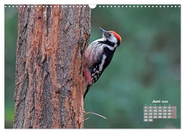 Produktbild: Echte Spechte (Wandkalender 2026 DIN A3 quer), CALVENDO Monatskalender