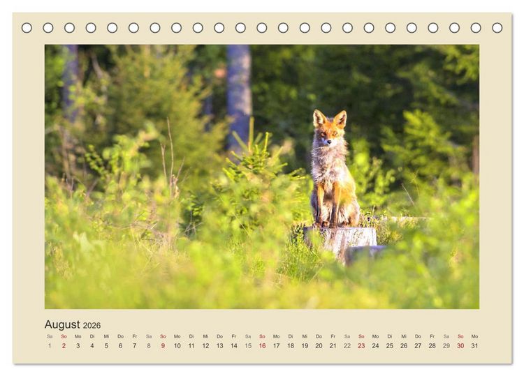 Produktbild: Tiere im Wald. Bezaubernde Begegnungen (Tischkalender 2026 DIN A5 quer), CALVENDO Monatskalender