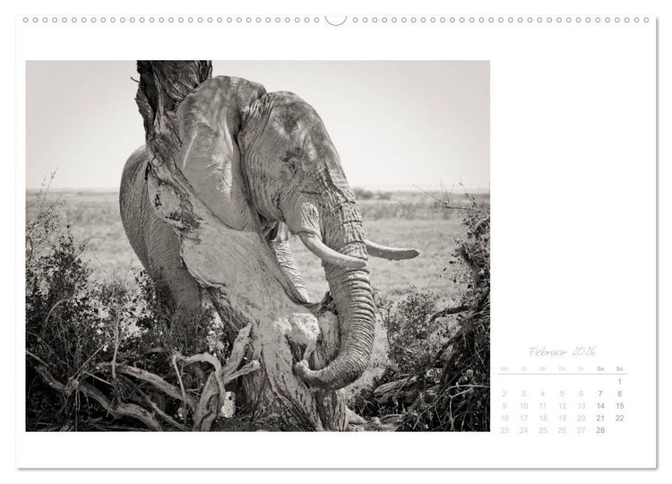 Produktbild: Elefanten in Etosha (Wandkalender 2026 DIN A2 quer), CALVENDO Monatskalender