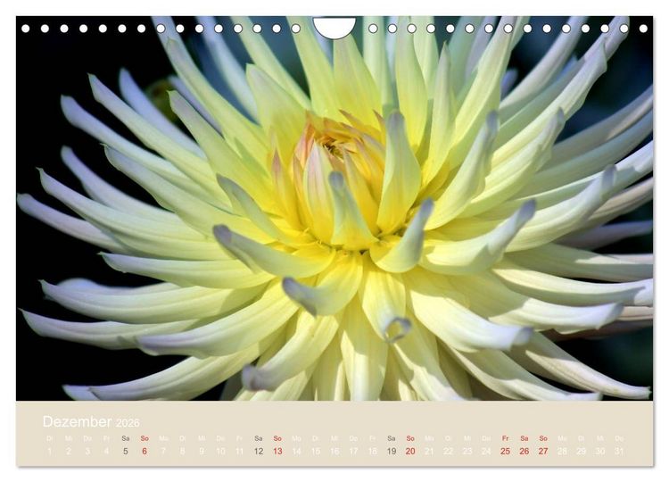 Produktbild: Dahlien (Wandkalender 2026 DIN A4 quer), CALVENDO Monatskalender