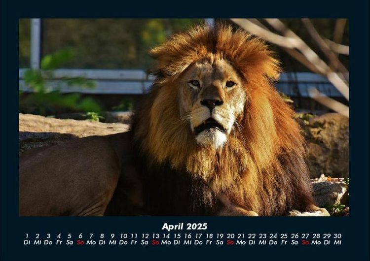 Produktbild: Tierkalender 2025 Fotokalender DIN A4