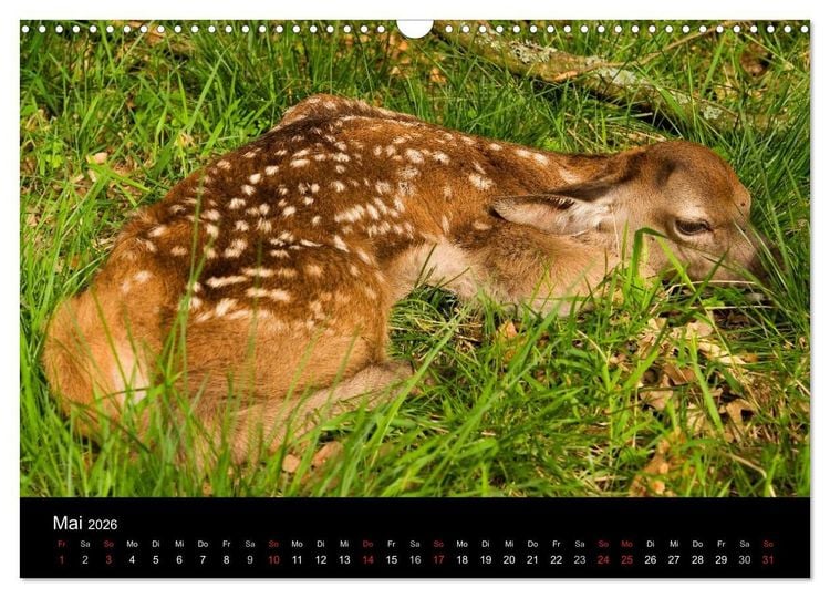 Produktbild: Der Rothirsch, K&ouml;nig der W&auml;lder (Wandkalender 2026 DIN A3 quer), CALVENDO Monatskalender