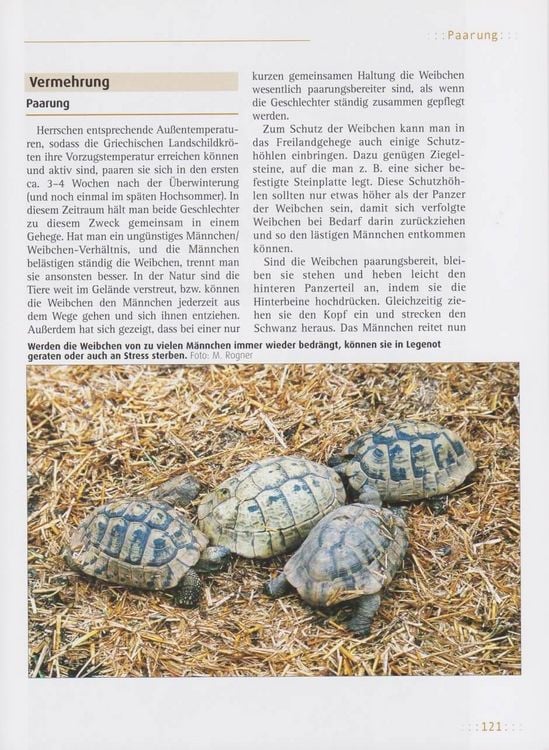Produktbild: Griechische Landschildkr&ouml;ten