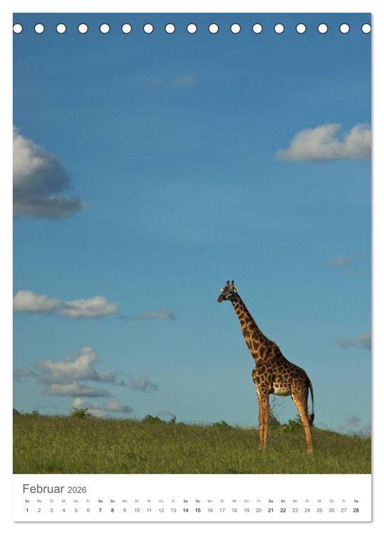Produktbild: Giraffen - Die Grazien in Afrikas Savannen (Tischkalender 2026 DIN A5 hoch), CALVENDO Monatskalender