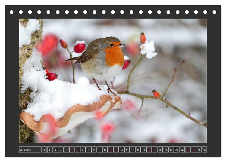 Produktbild: Winterzauber - Tiere in Eis und Schnee (Tischkalender 2026 DIN A5 quer), CALVENDO Monatskalender