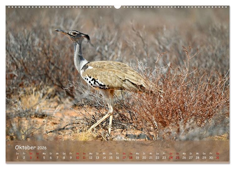 Produktbild: Kgalagadi - Fauna und Wildtiere in der Kalahari (hochwertiger Premium Wandkalender 2026 DIN A2 quer), Kunstdruck in Hochglanz
