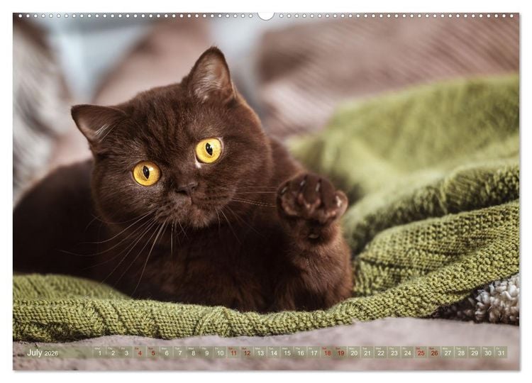 Produktbild: Rare British Shorthair cats (High Quality Premium Wall Calendar 2026 DIN A2 landscape),CALVENDO 12 Month Wall Calendar