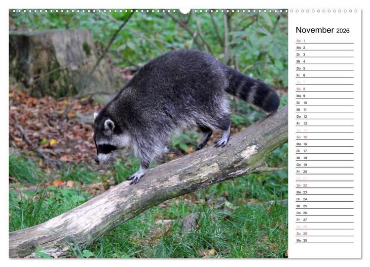 Produktbild: Der kleine R&auml;uber mit Maske - Waschb&auml;ren (Wandkalender 2026 DIN A2 quer), CALVENDO Monatskalender