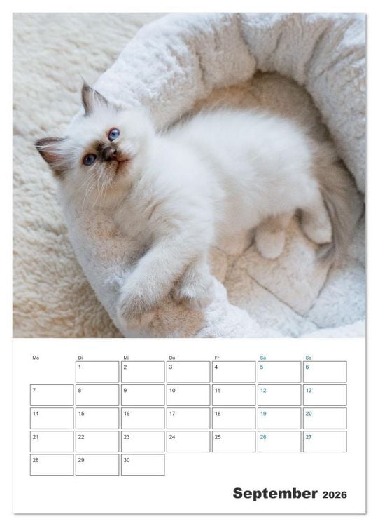 Produktbild: Heilige Birma Kitten Kalender mit Planer (Wandkalender 2026 DIN A3 hoch), CALVENDO Monatskalender