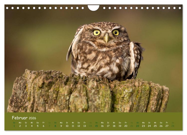 Produktbild: Steink&auml;uze (Athene noctua) (Wandkalender 2026 DIN A4 quer), CALVENDO Monatskalender