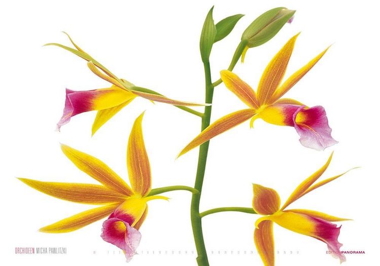 Produktbild: Pawlitzki, M: Orchideen/immerw&auml;hrend