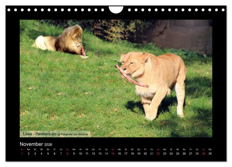 Produktbild: Wildtiere (Wandkalender 2026 DIN A4 quer), CALVENDO Monatskalender