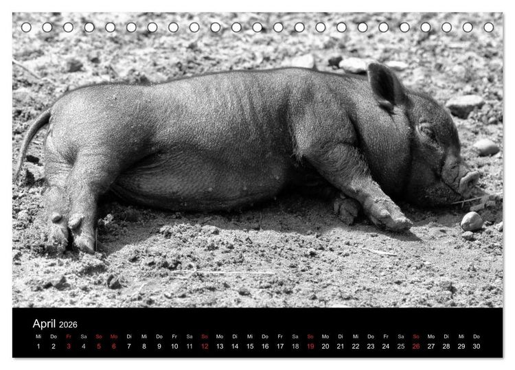 Produktbild: Das Leben der Schweine (Tischkalender 2026 DIN A5 quer), CALVENDO Monatskalender