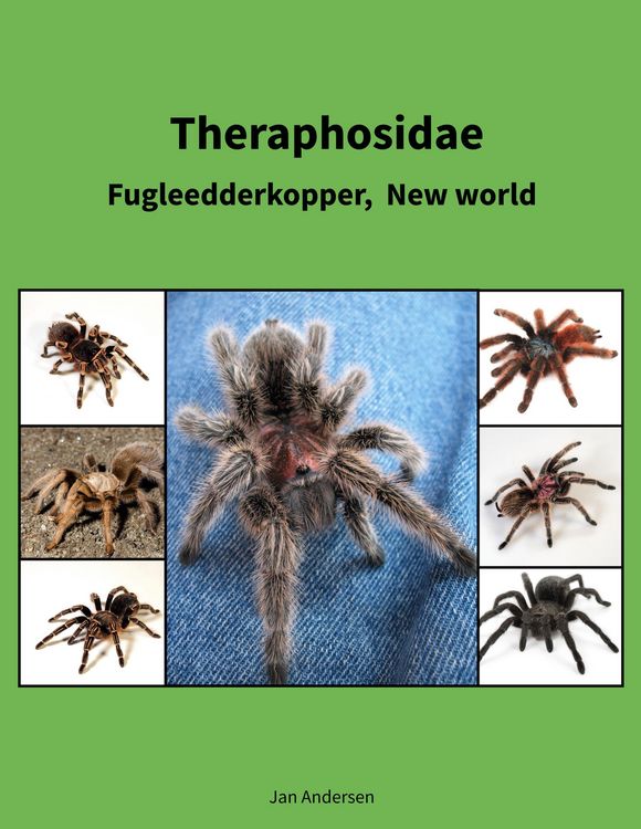 Produktbild: Theraphosidae