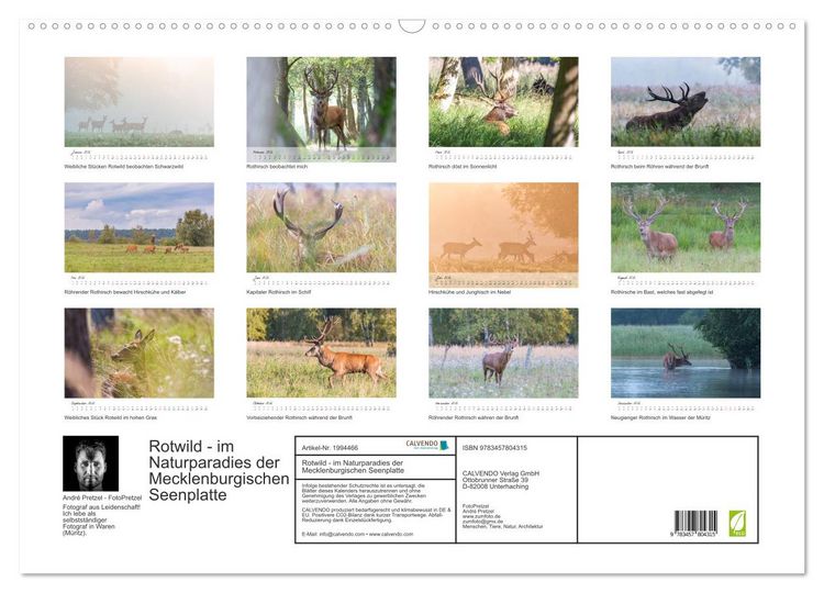 Produktbild: Rotwild - im Naturparadies der Mecklenburgischen Seenplatte (Wandkalender 2026 DIN A2 quer), CALVENDO Monatskalender