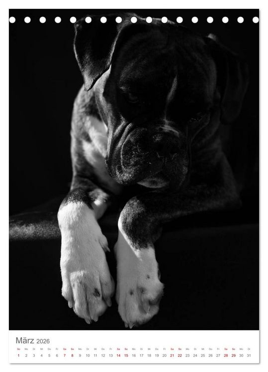 Produktbild: Fine Art Hundeportraits (Tischkalender 2026 DIN A5 hoch), CALVENDO Monatskalender