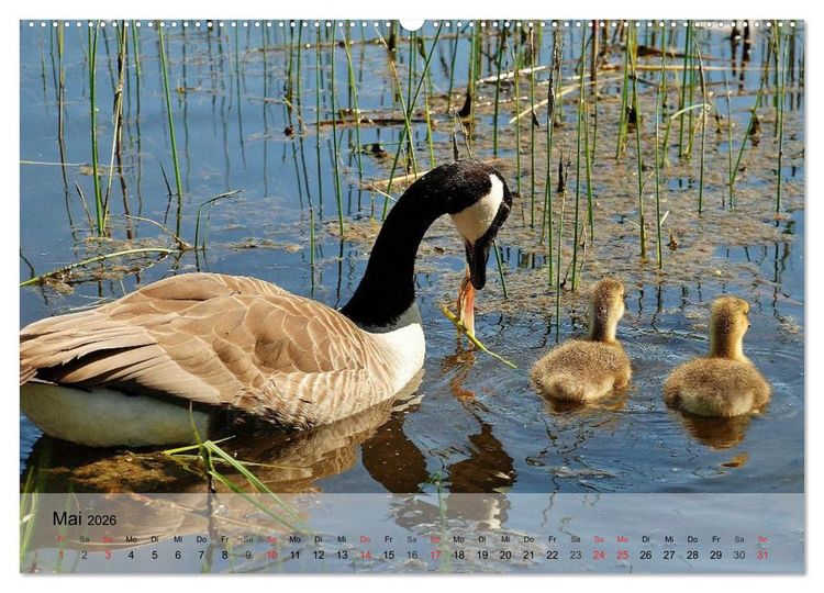Produktbild: G&auml;nse und Enten. Schnattern, watscheln, quaken! (hochwertiger Premium Wandkalender 2026 DIN A2 quer), Kunstdruck in Hochglanz