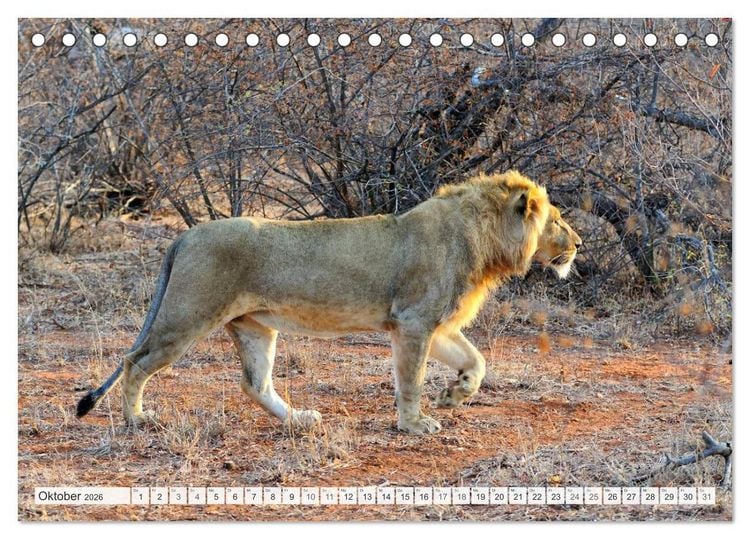 Produktbild: S&uuml;dafrika / Landschaften & Tiere / Christian Heeb (Tischkalender 2026 DIN A5 quer), CALVENDO Monatskalender