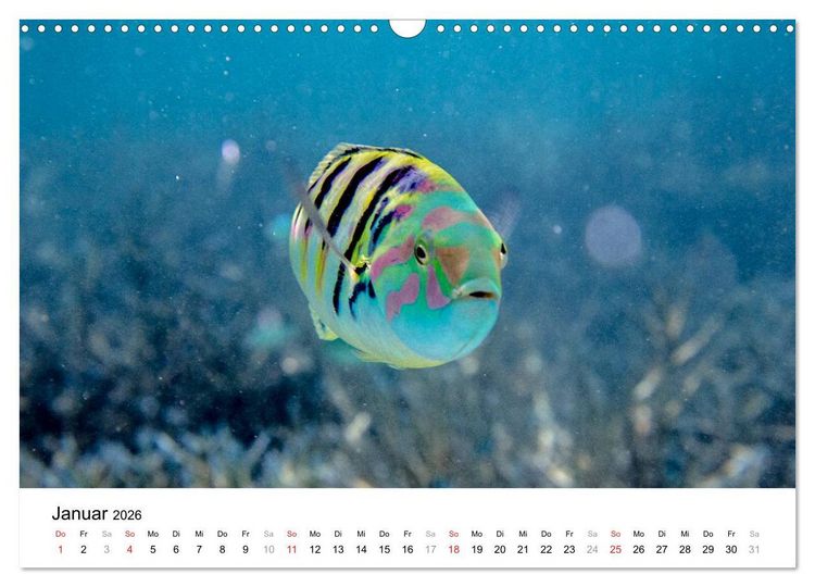 Produktbild: Unterwasserwelt der Malediven I (Wandkalender 2026 DIN A3 quer), CALVENDO Monatskalender